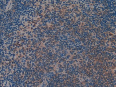 DAB staining on IHC-P; Samples: Mouse Stomach Tissue.