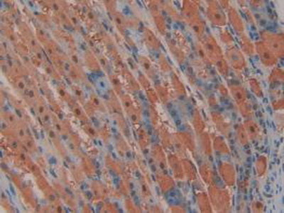 Mitogen Activated Protein Kinase Kinase 2 (MAP2K2) Polyclonal Antibody - image 5