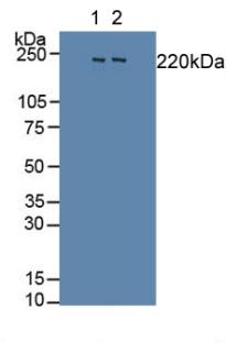 Western Blot; Sample: Recombinant Slit1, Rat.