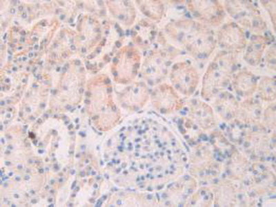 Slit Homolog 1 (Slit1) Polyclonal Antibody - image 5