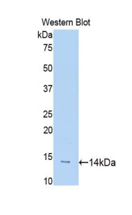 Slit Homolog 1 (Slit1) Polyclonal Antibody - image 2