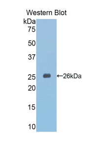 Slit Homolog 3 (Slit3) Polyclonal Antibody - image 2