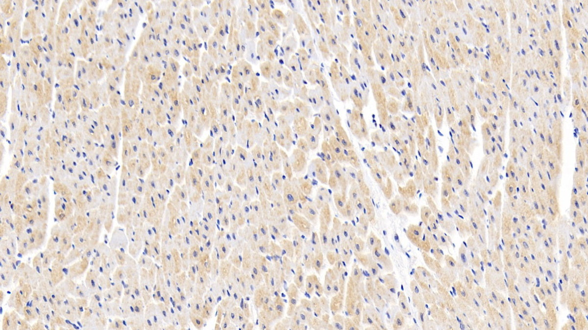 FITC staining on IHC-P Simple: Mcf7 cells)