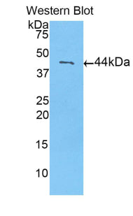 Calmodulin 1 (CALM1) Polyclonal Antibody - image 2