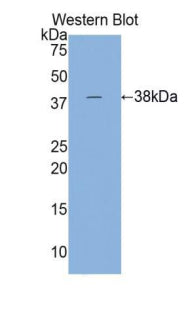 Western Blot; Sample: Lane1: Mouse Skeletal muscle lysate; Lane2: Rat Skeletal muscle lysate; Primary Ab: 1µg/mL Rabbit Anti-Human TNNT2 Antibody; Second Ab: 0.2µg/mL HRP-Linked Caprine Anti-Rabbit IgG Polyclonal Antibody;