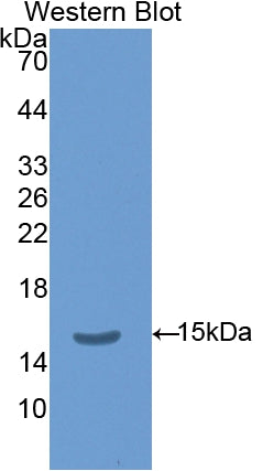 Thyroid Stimulating Hormone Beta (TSHb) Polyclonal Antibody - image 2