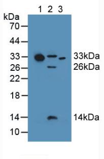 Western Blot; Sample: Recombinant C1qA, Human.