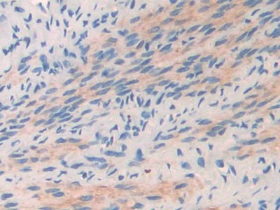 DAB staining on IHC-P; Samples: Mouse Oviduct Tissue)