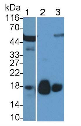 Ribonuclease A8 (RNASE8) Polyclonal Antibody - image 2