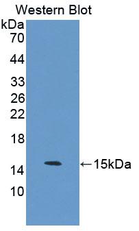 S100 Calcium Binding Protein Z (S100Z) Polyclonal Antibody - image 2