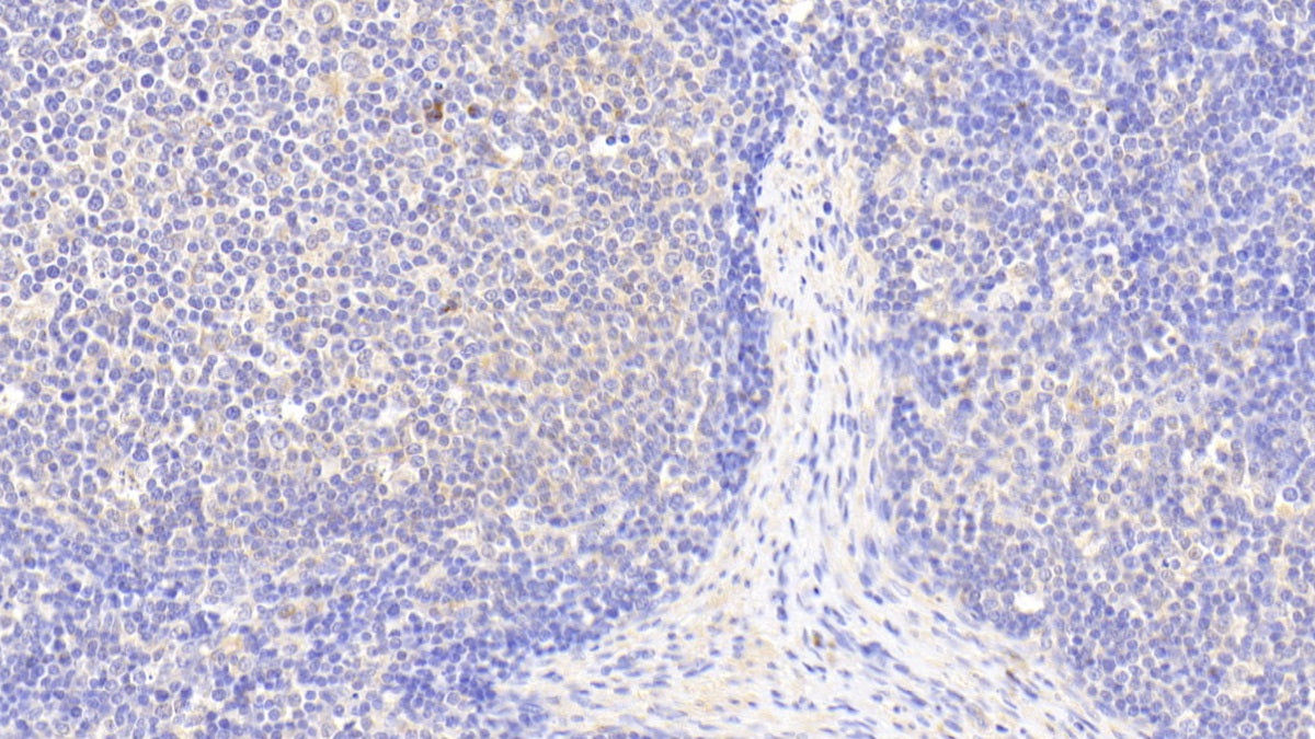 S100 Calcium Binding Protein Z (S100Z) Polyclonal Antibody - image 4