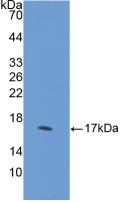 Hedgehog Homolog, Desert (DHH) Polyclonal Antibody - image 2