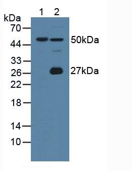 Western Blot; Sample: Recombinant GIF, Mouse.