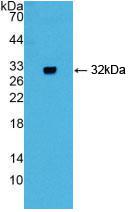 DAB staining on IHC-P; Samples: Mouse Stomach Tissue;  Primary Ab: 10µg/ml Rabbit Anti-Mouse GIF Ant