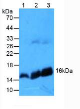 Western Blot; Sample: Recombinant protein.