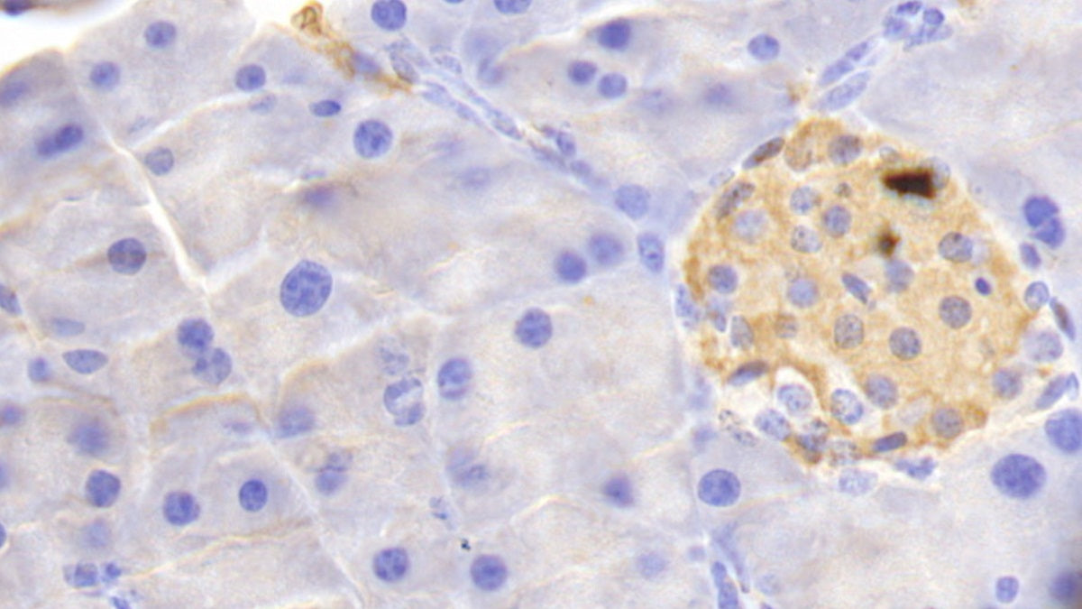 DAB staining on IHC-P. Samples: Mouse Tissue)