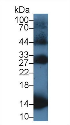 Western Blot; Sample: Recombinant protein.