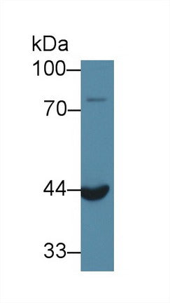 Western Blot; Sample: Recombinant protein.
