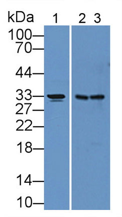 Used in DAB staining on fromalin fixed paraffin-embedded Kidney tissue