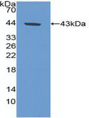 Western Blot; Sample: Porcine Stomach lysate; ; Primary Ab: 2µg/ml Rabbit Anti-Human CA9 Antibody; Second Ab: 0.2µg/mL HRP-Linked Caprine Anti-Rabbit IgG Polyclonal Antibody;