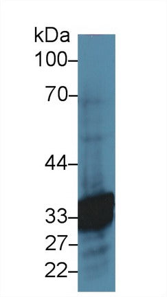 Western Blot; Sample: Recombinant protein.