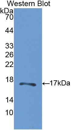 Carbonic Anhydrase VB, Mitochondrial (CA5B) Polyclonal Antibody - image 2