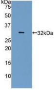 Western Blot; Sample: Human Lung lysate; ; Primary Ab: 1µg/ml Rabbit Anti-Human CA4 Antibody; Second Ab: 0.2µg/mL HRP-Linked Caprine Anti-Rabbit IgG Polyclonal Antibody;