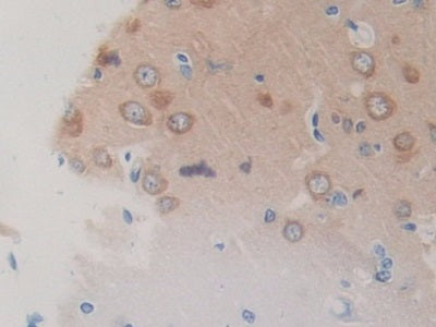 Heat Shock 70kDa Protein 8 (HSPA8) Polyclonal Antibody - image 5