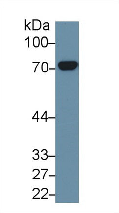 Western Blot; Sample: Recombinant protein.