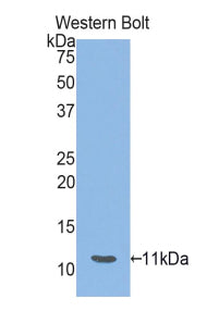 Heat Shock 70kDa Protein 8 (HSPA8) Polyclonal Antibody - image 3