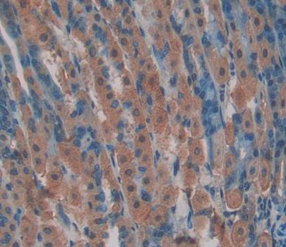 Heat Shock 70kDa Protein 8 (HSPA8) Polyclonal Antibody - image 4