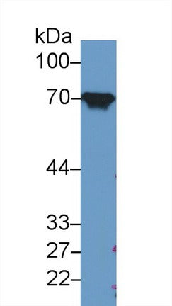 Western Blot; Sample: Recombinant protein.