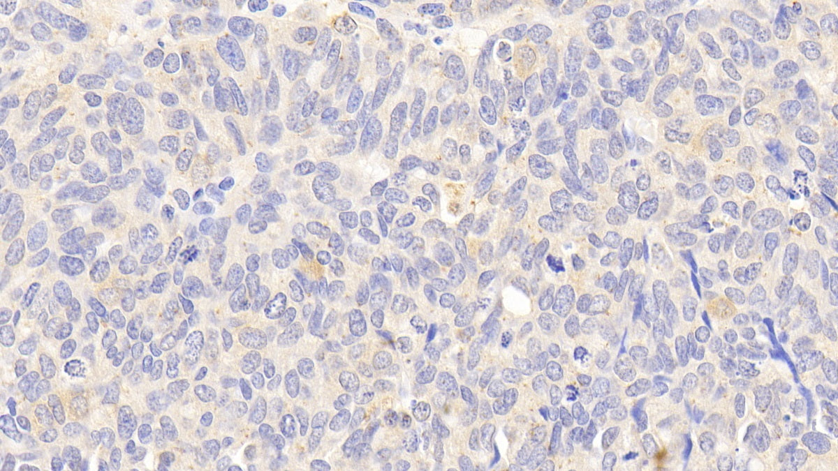 Heat Shock 70kDa Protein 8 (HSPA8) Polyclonal Antibody - image 5