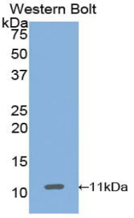 Heat Shock 70kDa Protein 8 (HSPA8) Polyclonal Antibody - image 3