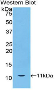 Heat Shock 70kDa Protein 8 (HSPA8) Polyclonal Antibody - image 2