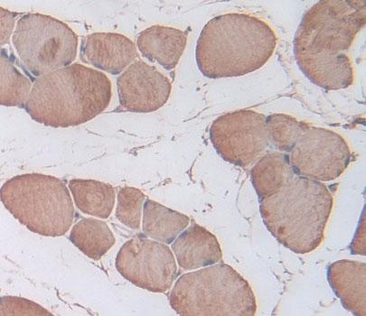 Triadin (TRDN) Polyclonal Antibody - image 4