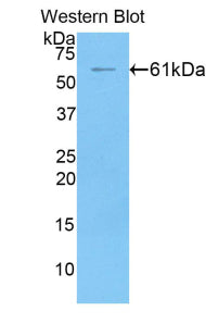 Fibrinogen Like Protein 1 (FGL1) Polyclonal Antibody - image 2
