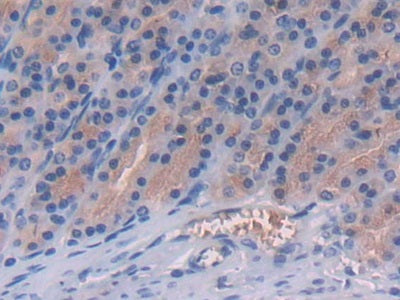 DAB staining on IHC-P; Samples: Rat Stomach Tissue)