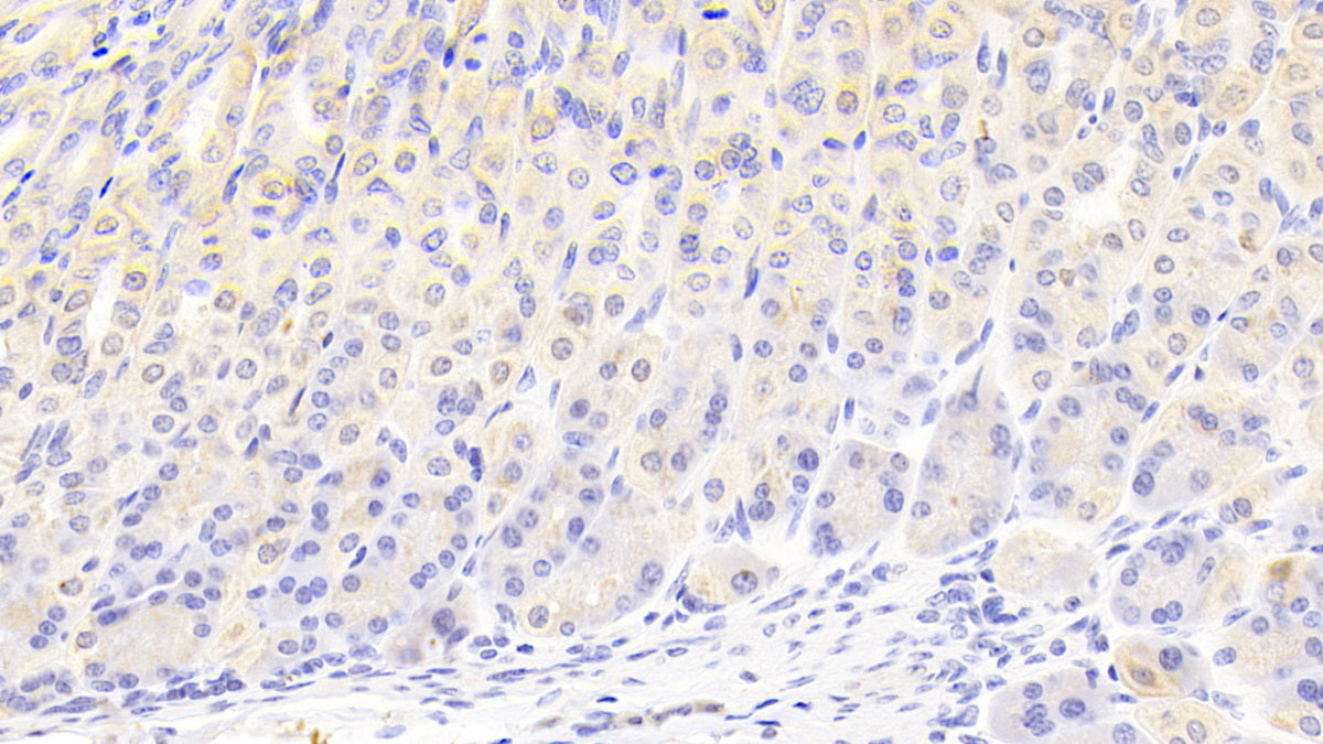 Phenylalanyl tRNA Synthetase 2, Mitochondrial (FARS2) Polyclonal Antibody - image 4