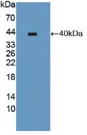 Poly ADP Ribose Polymerase 4 (PARP4) Polyclonal Antibody - image 2