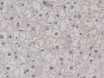 Poly ADP Ribose Polymerase 4 (PARP4) Polyclonal Antibody - image 4