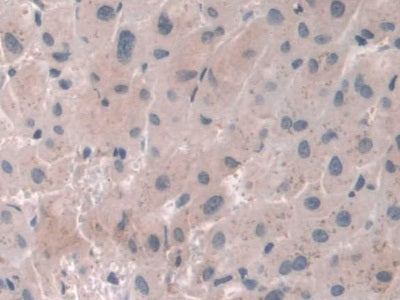 Cathepsin Z (CTSZ) Polyclonal Antibody - image 5