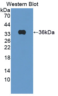 Amyloid Beta Precursor Protein Binding Protein B3 (APBB3) Polyclonal Antibody - image 2