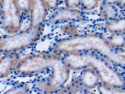 Amyloid Beta Precursor Protein Binding Protein 2 (APPBP2) Polyclonal Antibody - image 3