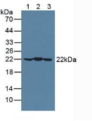 Western Blot; Sample: Porcine Cerebrum lysate; ; Primary Ab: 3µg/ml Rabbit Anti-Human CRYaB Antibody; Second Ab: 0.2µg/mL HRP-Linked Caprine Anti-Rabbit IgG Polyclonal Antibody;