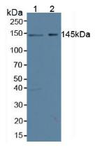 Western Blot; Sample: Recombinant SYMPK, Human.
