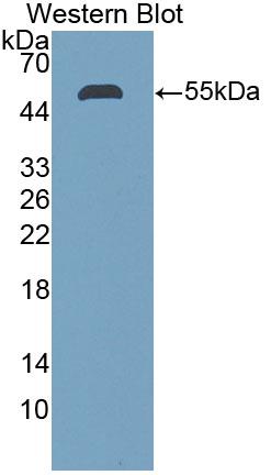 Stanniocalcin 1 (STC1) Polyclonal Antibody - image 2