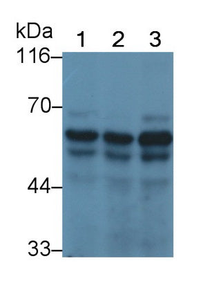 Smoothelin (SMTN) Polyclonal Antibody - image 3