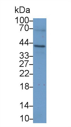 Used in DAB staining on fromalin fixed paraffin- embedded brain tissue