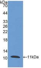Peptidase Inhibitor 3, Skin Derived (PI3) Polyclonal Antibody - image 2